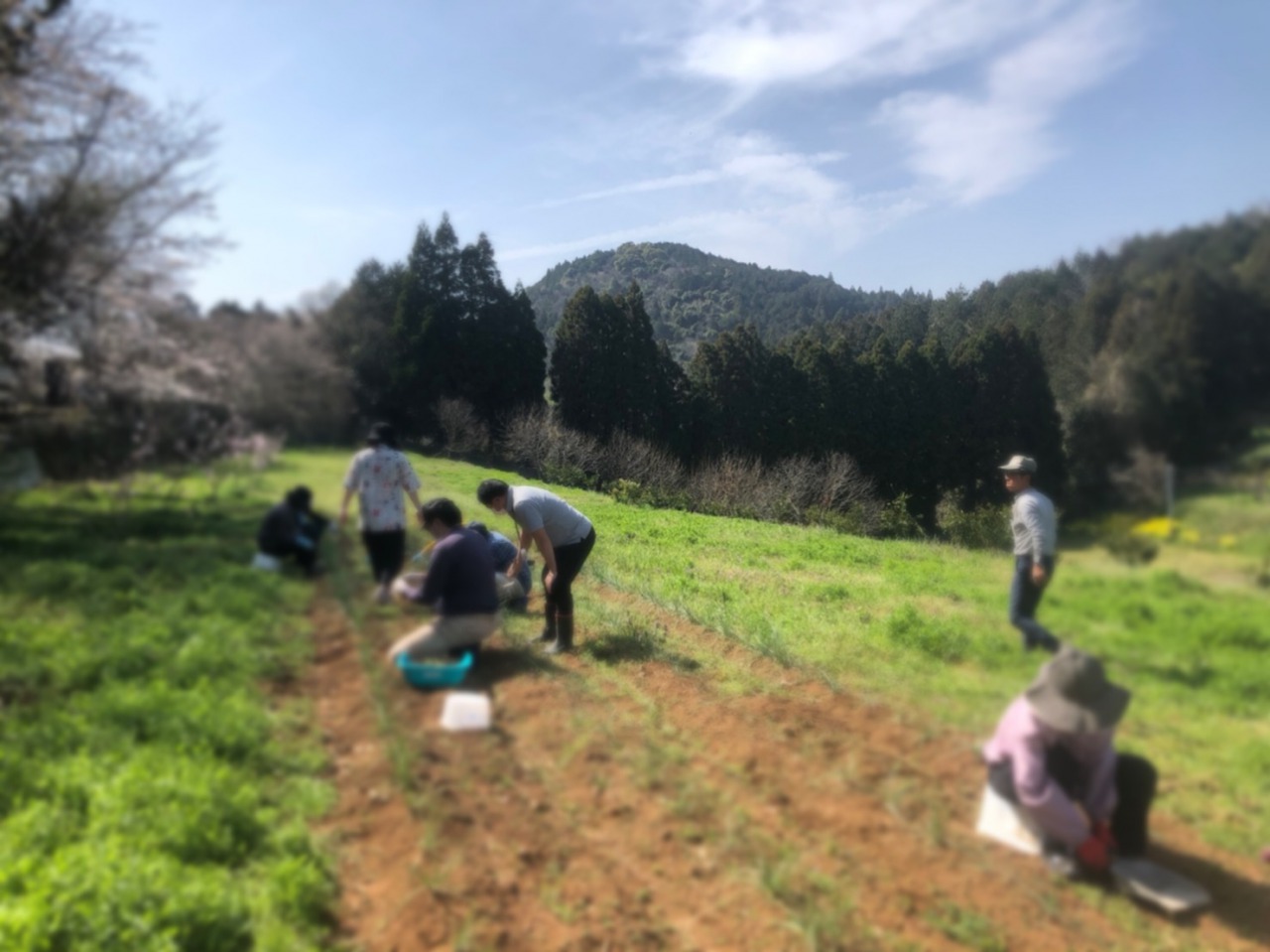 コジオで除草作業と島ラッキョウの収穫中